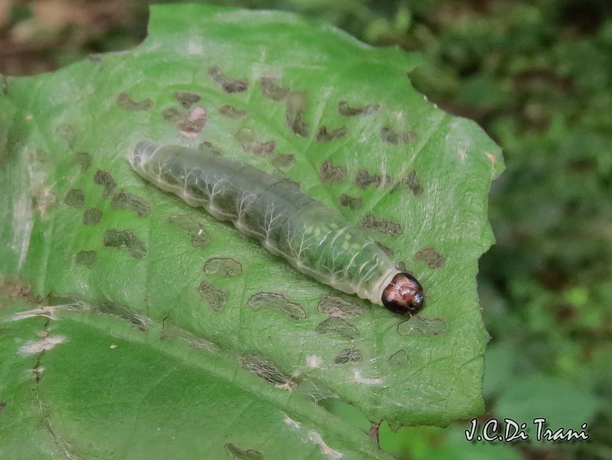 Leaf roller caterpillar