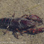 Red Swamp Crayfish; Cangrejo Rojo Americano