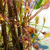 Spatulate-Leaved Sundews