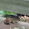 Eastern Chipmunk