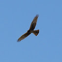 Northern Harrier - Hawk