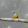 Grey headed Canary Flycatcher