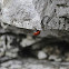 Coccinella comune (Ladybug)