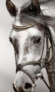 Horse Wallpapers Screenshots 3