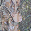 river birch (Betula nigra)