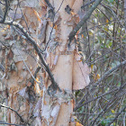 river birch (Betula nigra)