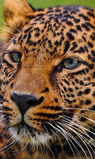 Savanna Leopard live wallpaper