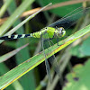 Eastern Pondhawk dragonfly (immature male)