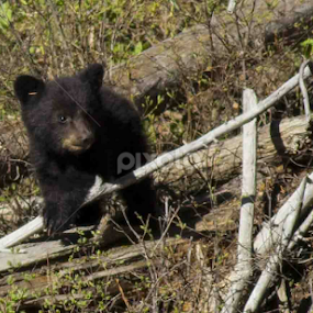 cubby by Kris Kessinger - Animals Other Mammals