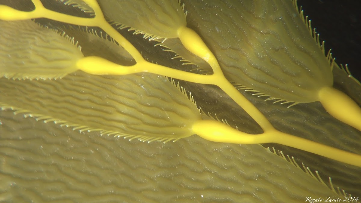 California Giant Kelp