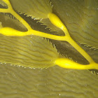 California Giant Kelp
