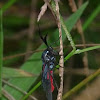 Ctenuchid moth