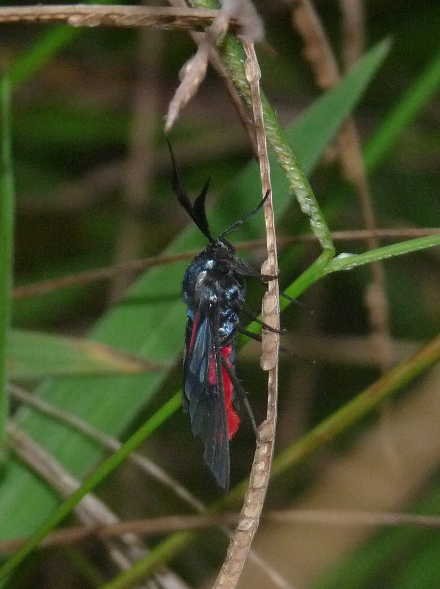 Ctenuchid moth