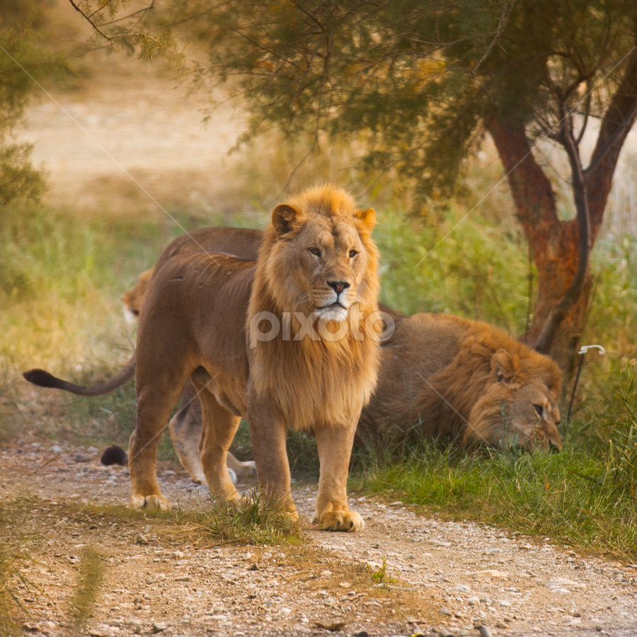 two lions in green brush by Marjorie Speiser - Animals Lions, Tigers & Big Cats