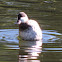 Ruddy Duck     male