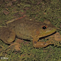 American bullfrog