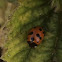 11-spot Ladybird