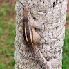 Sri Lanka Palm-Squirrel