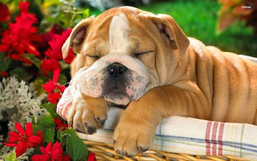 Best Bulldog Wallpapers HD