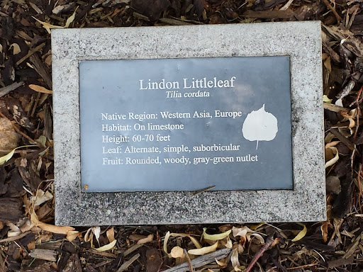 Lindon Littleleaf