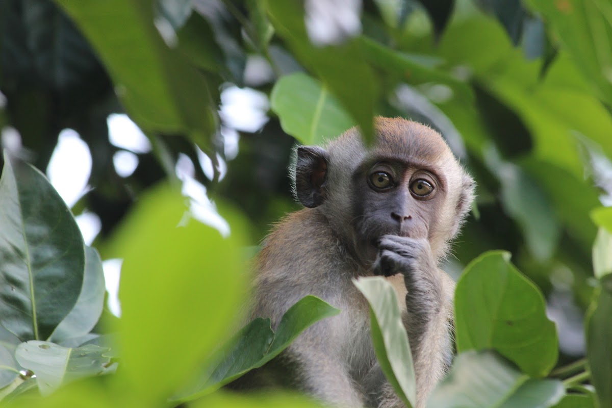 Long-tailed or Crab-eating Macaque