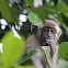 Long-tailed or Crab-eating Macaque