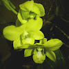 Dendrobium orchid