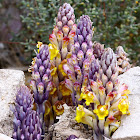 Desert Hyacinth
