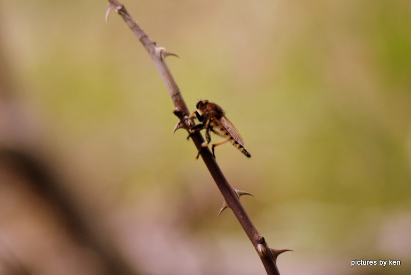 robberfly(male)