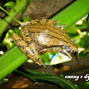 Four lined tree frog