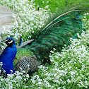 Blue Peafowl