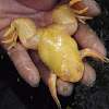 Albino African Clawed Frog