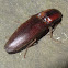 Large brown click beetle
