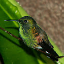 Striped-tailed Hummingbird