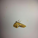 Lesser Grapevine Looper Moth