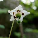 One-Flowered Pyrola