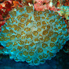 Waminoa flatworms in bubble coral