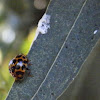common spotted ladybird