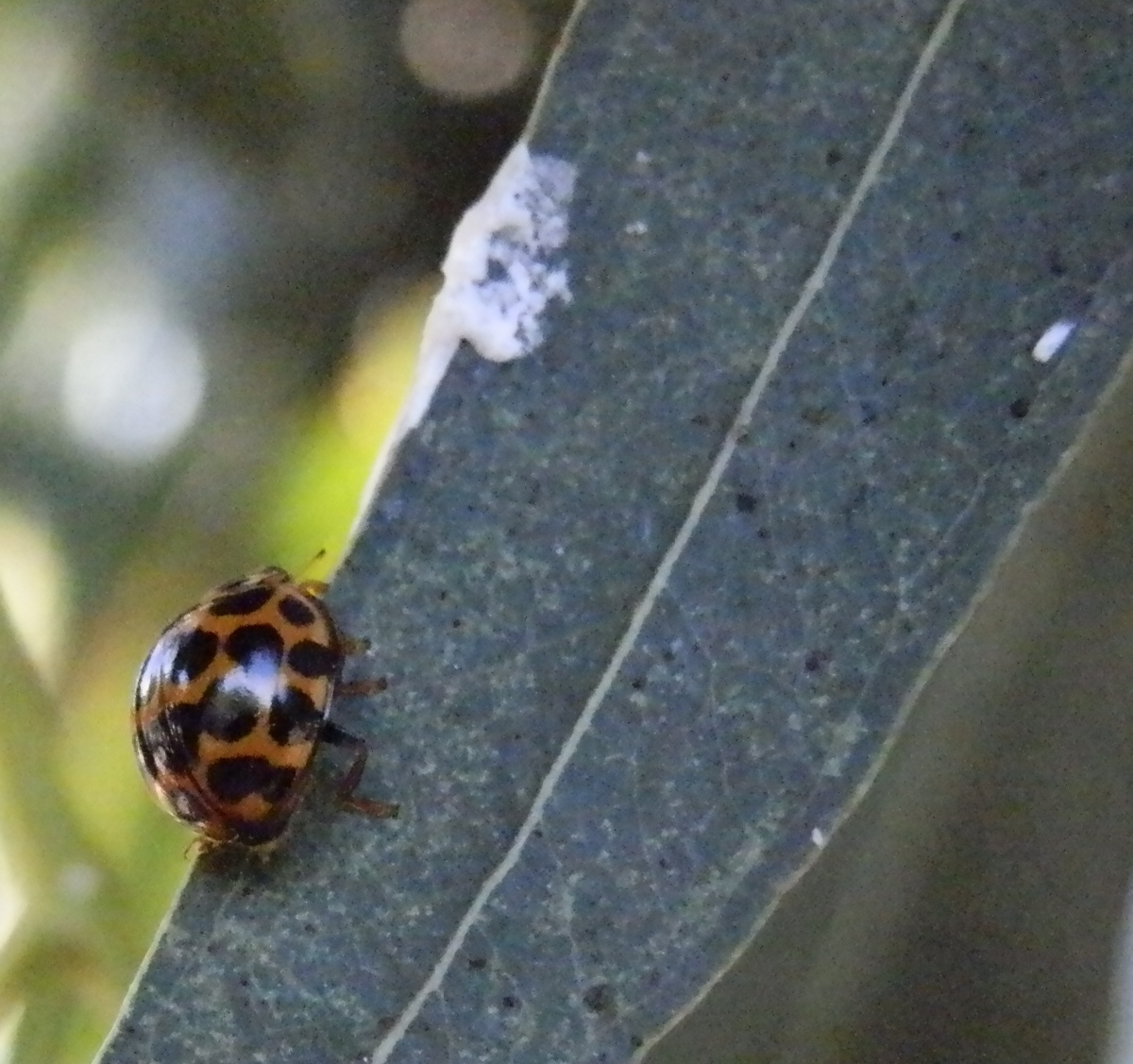 common spotted ladybird