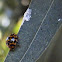 common spotted ladybird