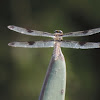 Common Whitetail Dragonfly (female)