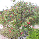 Flowering red tree