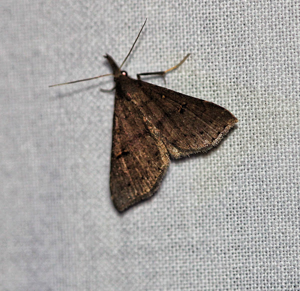 Litter Moth Project Noah