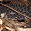 Dusky Pigmy Rattlesnake