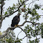 American Bald Eagle (Juvenile)