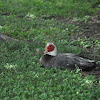 Muscovy Duck