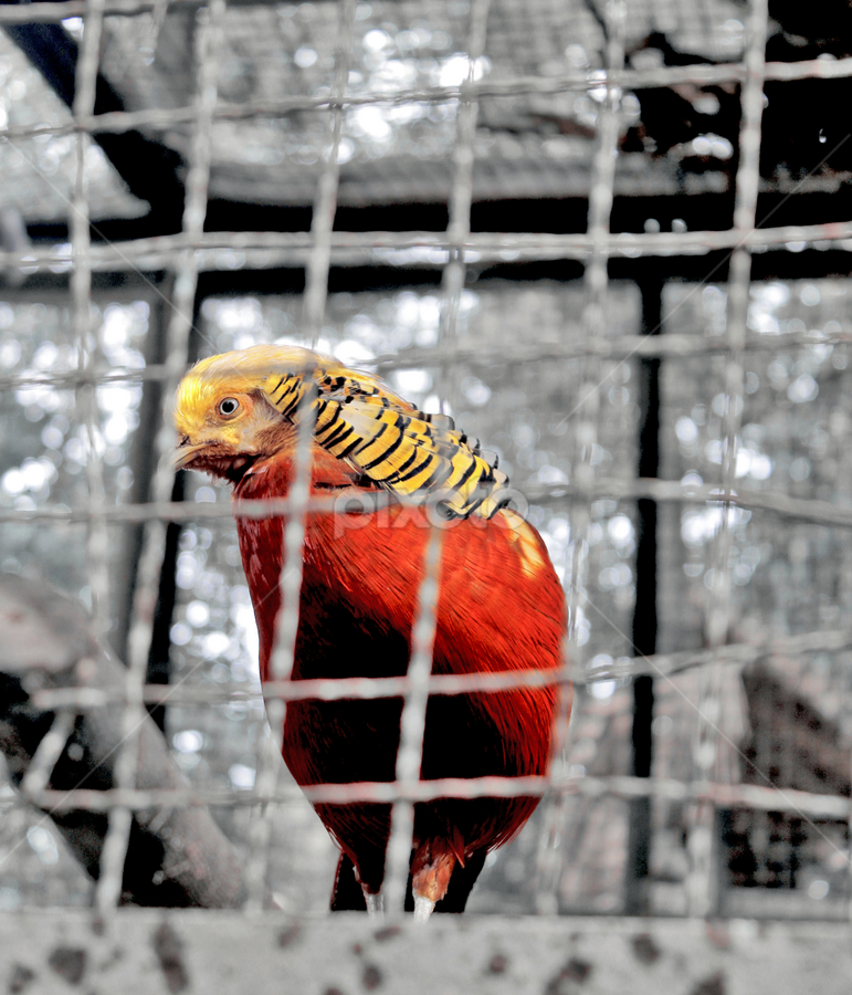 Bird Alone by Dwinda Mauwaldi C - Animals Birds