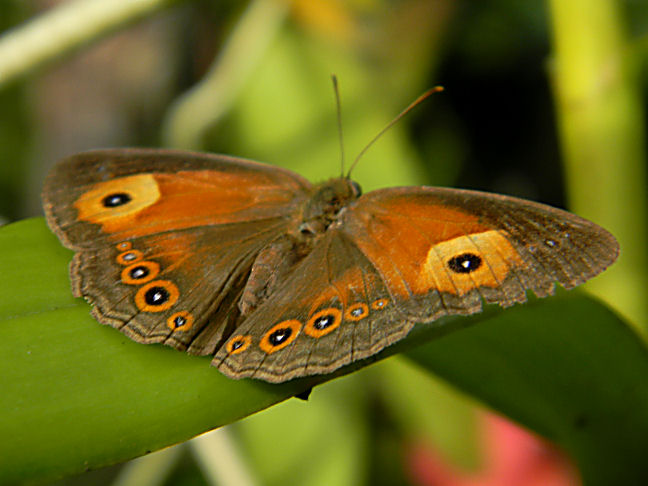 orange bush-brown butterfly