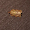 Oblique-banded Leafroller