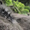 Hairy Caterpillar